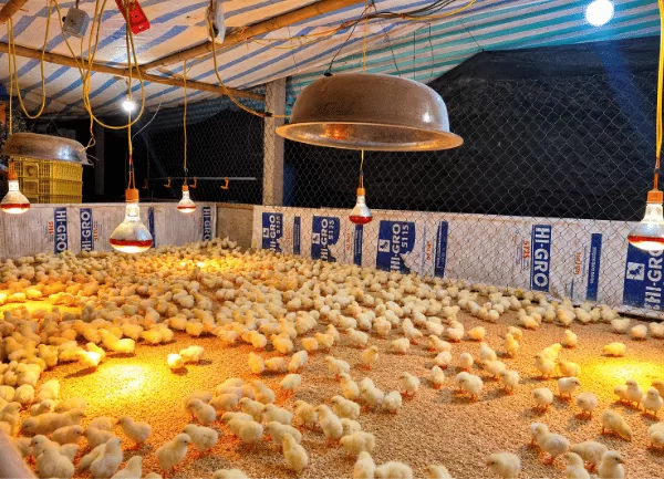 Gà Mía Sơn Tây — ảnh 5