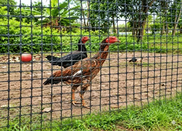 Gà Đòn — ảnh 5