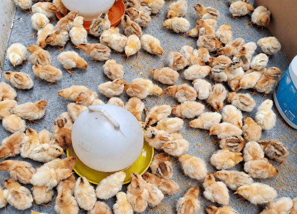 Gà Ri Lai 1/2 — ảnh 3