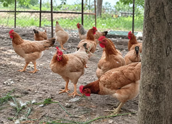 Gà Ri Lai 3/4 — ảnh 4