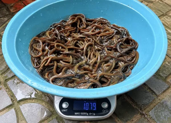Lươn Không Bùn Size 1000 — ảnh 4