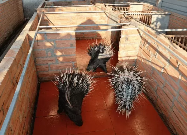 Nhím Giống — ảnh 3