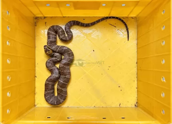 Rắn Ri Cá — ảnh 2