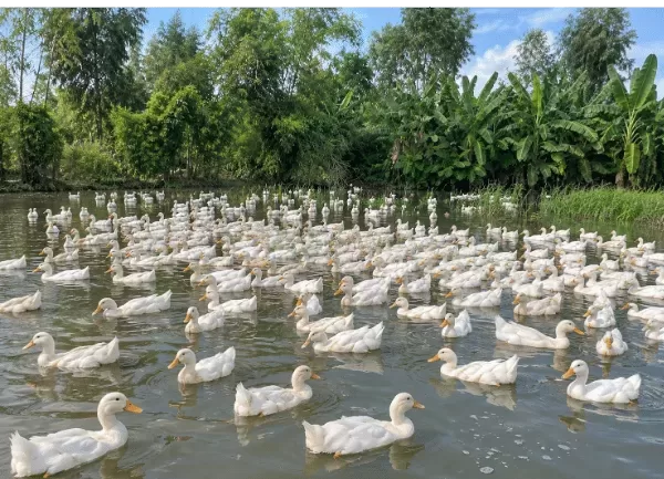 Vịt Bầu Áp Bơ — ảnh 3