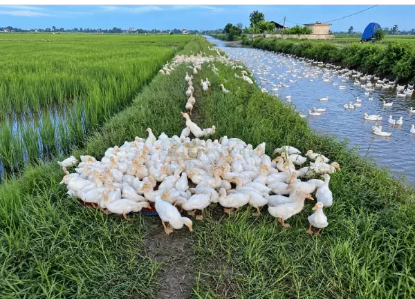 Vịt Bầu Áp Bơ — ảnh 2