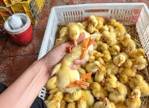 Vịt Bầu Áp Bơ — ảnh 5