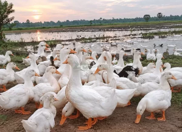 Vịt Bầu Trắng — ảnh 2
