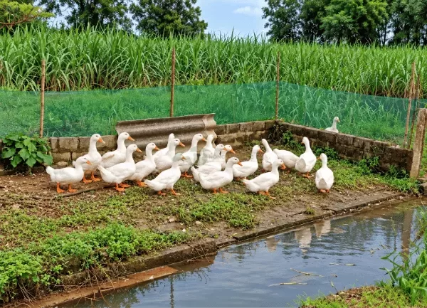 Vịt Bầu Trắng — ảnh 4