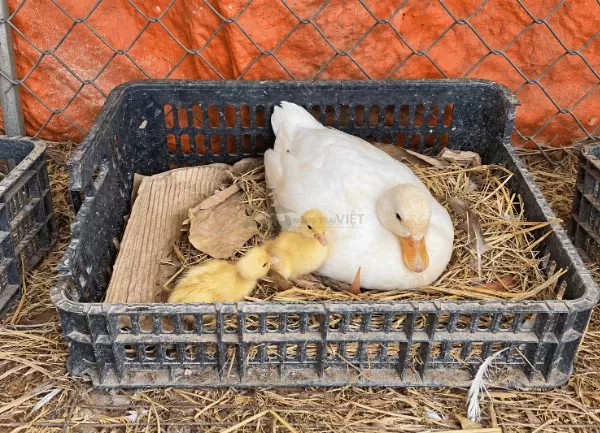 Vịt Call Duck — ảnh 2
