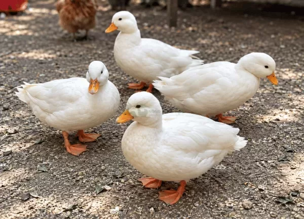 Vịt Call Duck — ảnh 3