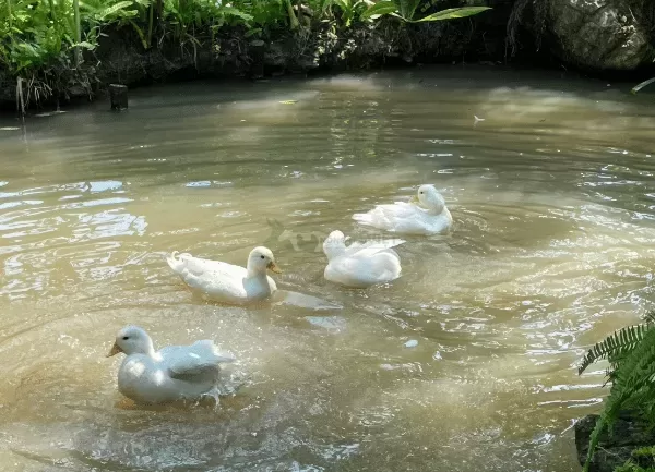 Vịt Call Duck — ảnh 4