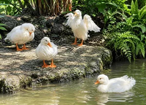 Vịt Call Duck — ảnh 5