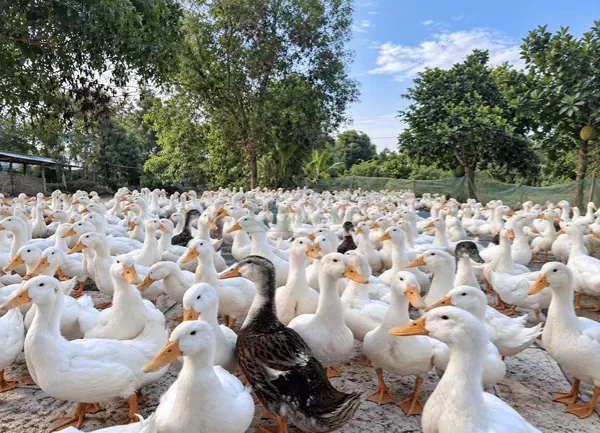 Vịt Grimaud — ảnh 5