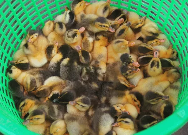 Vịt Hòa Lan — ảnh 5