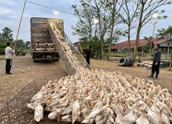 Vịt Siêu Trứng — ảnh 5